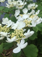 Viburnum plicatum