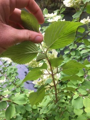 Viburnum plicatum