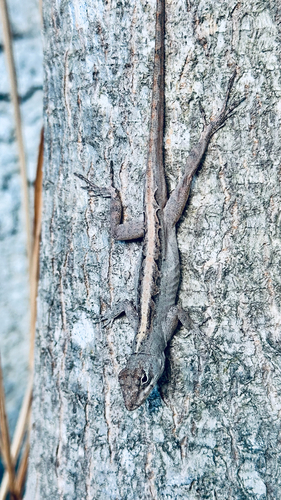Cubitas Anole