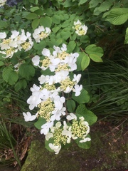 Viburnum plicatum