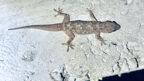 Tropical House Gecko