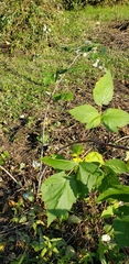 Rubus idaeus strigosus