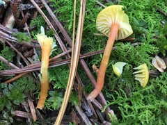 Hygrocybe parvula