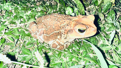 Eastern Giant Toad