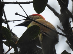 Colaptes rubiginosus