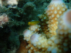 Gobiodon okinawae