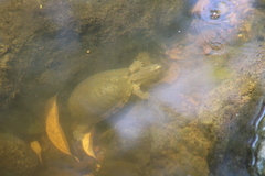 Kinosternon alamosae