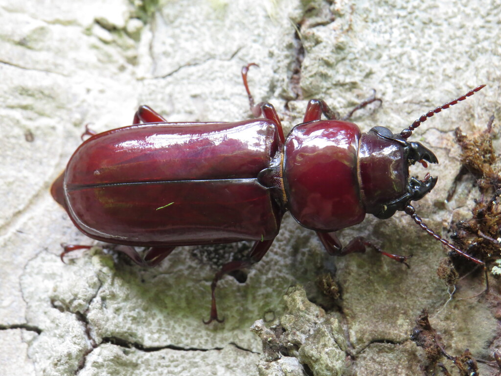 Parandra solisi