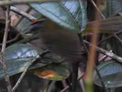 Myiothlypis coronata
