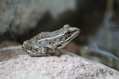Lithobates magnaocularis