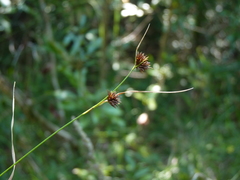 Rhynchospora cephalantha