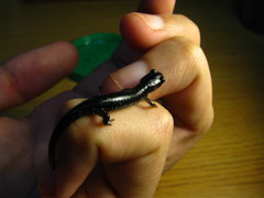 Plethodon chlorobryonis