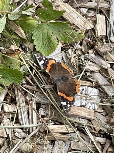 Red Admiral