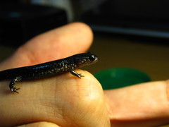 Plethodon chlorobryonis