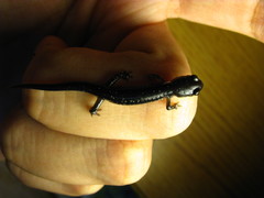 Plethodon chlorobryonis