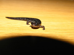 Plethodon chlorobryonis
