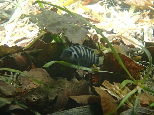 Convict (Amatitlania nigrofasciata) — Cichlidae — 3
