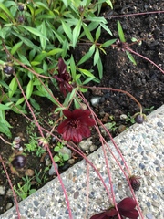 Cosmos atrosanguineus