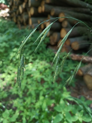Bromus benekenii (Bromus benekenii)