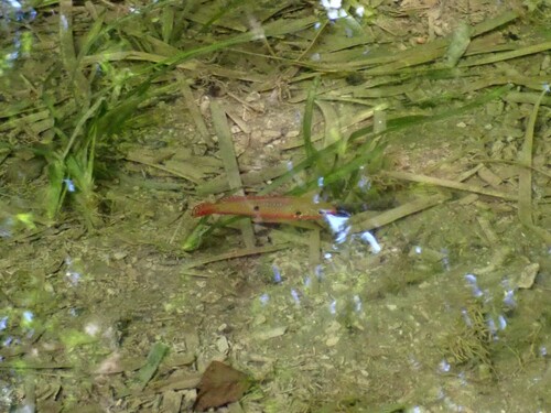 Jewel cichlid (Hemichromis guttatus) — Cichlidae