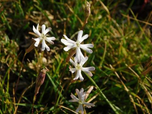 Veelstengelig lijmkruid (Silene multicaulis)