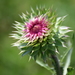 Musk Thistle - Photo (c) Izabella Farr, some rights reserved (CC BY-NC), uploaded by Izabella Farr