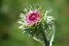 Plumeless Thistles - Photo (c) Izabella Farr, some rights reserved (CC BY-NC), uploaded by Izabella Farr