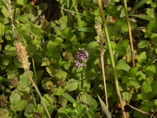 Mentha aquatica