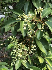 Ligustrum lucidum