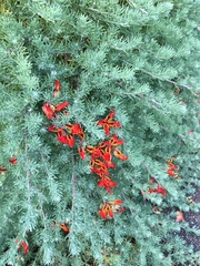 Lotus berthelotii