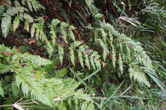 Dryopteris