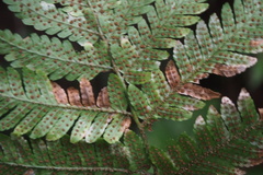 Dryopteris
