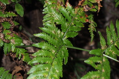 Dryopteris