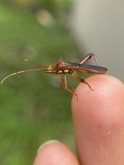 Hyalymenus longispinus