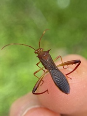 Hyalymenus longispinus