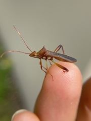 Hyalymenus longispinus