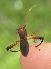 Hyalymenus longispinus