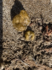 Ectocarpales