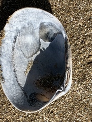 Venerupis largillierti