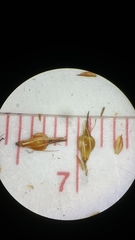 Rhynchospora cephalantha