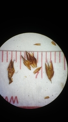 Rhynchospora cephalantha