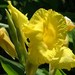 Canna Lilies - Photo (c) G. L. Dearman, some rights reserved (CC BY-NC), uploaded by G. L. Dearman