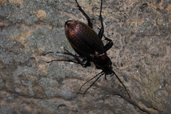 Ohomopterus