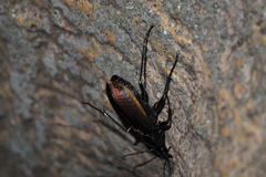 Ohomopterus