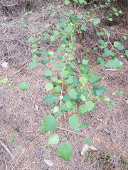 Plagianthus regius regius