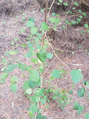 Plagianthus regius regius
