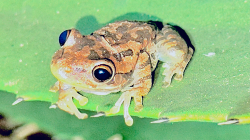 Cuban Tree Frog
