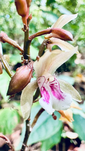 Monk Orchid