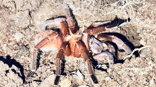Citharacanthus cyaneus