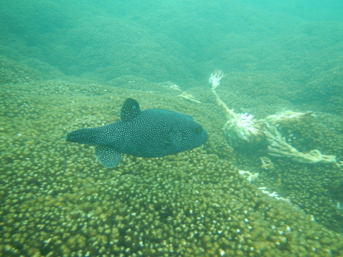 Arothron meleagris